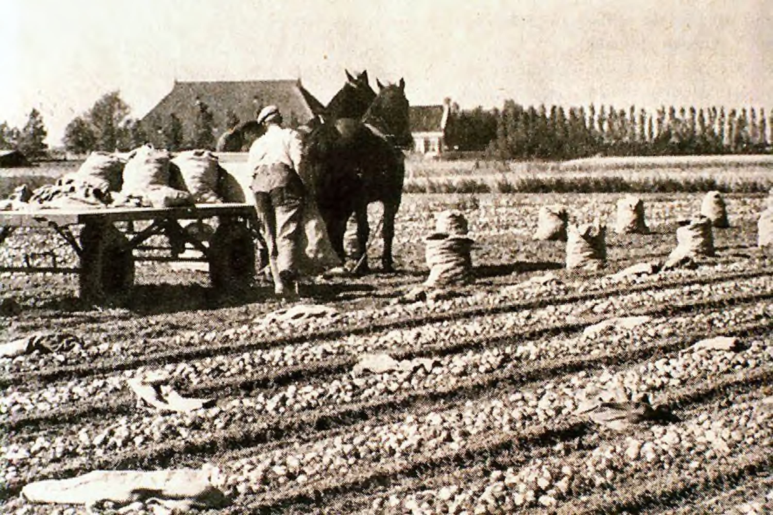 Het Meest Aantal Megastallen van Nederland