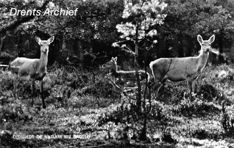 Drentse natuur