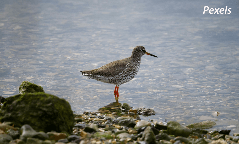 Een vogel die dit geluid maakt: "tju..." of "tju-lu-lu"