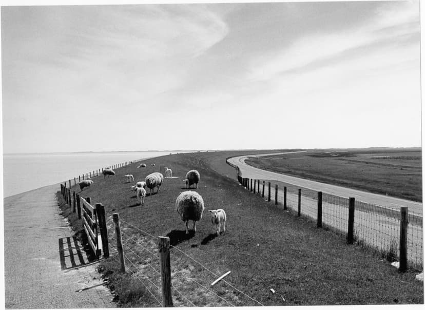 Lauwersmeer: rustpunt voor duizenden trekvogels